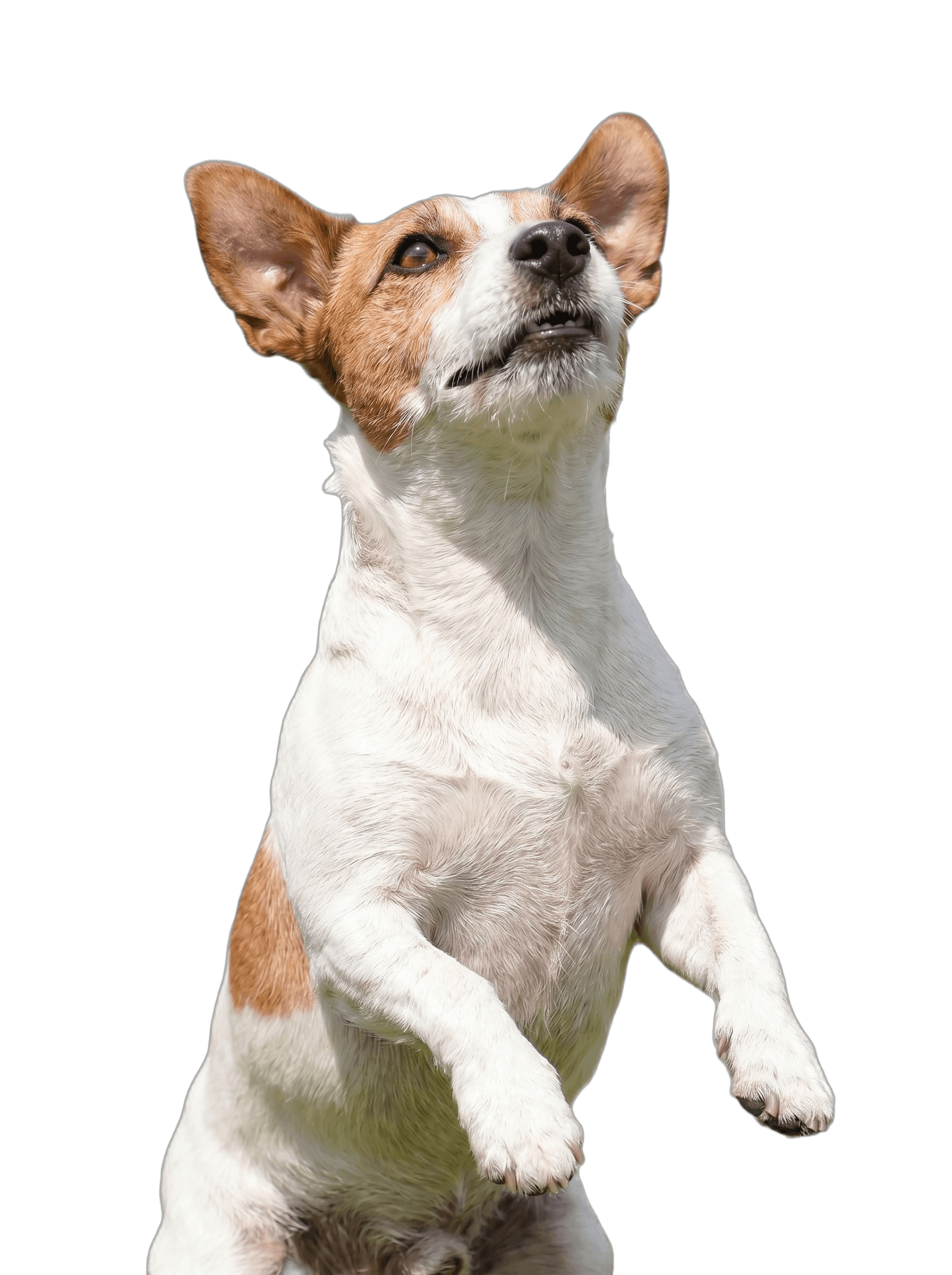 Neugieriger Hund schaut hoch zu den Fragen