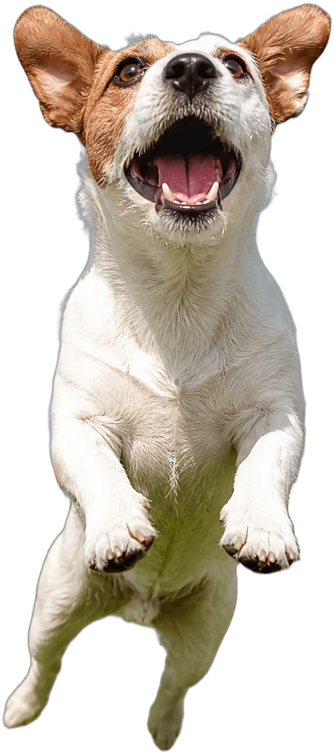 Jack-Russell-Terrier springt freudig hoch
