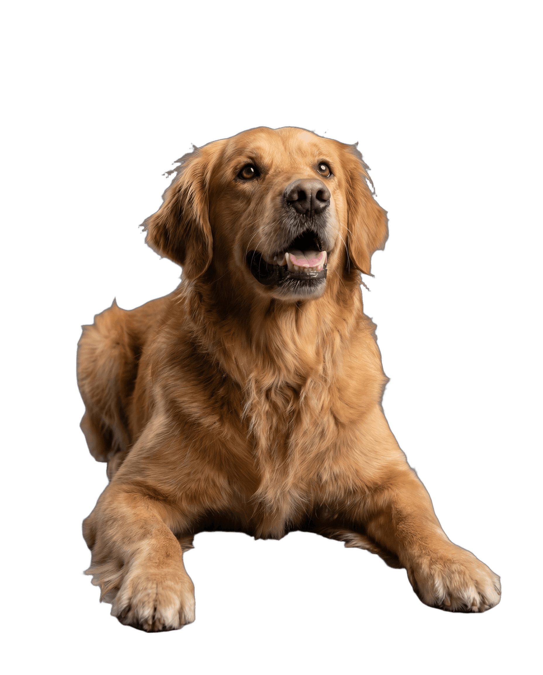 platz-patronen: junger hund im happs-fang-moment