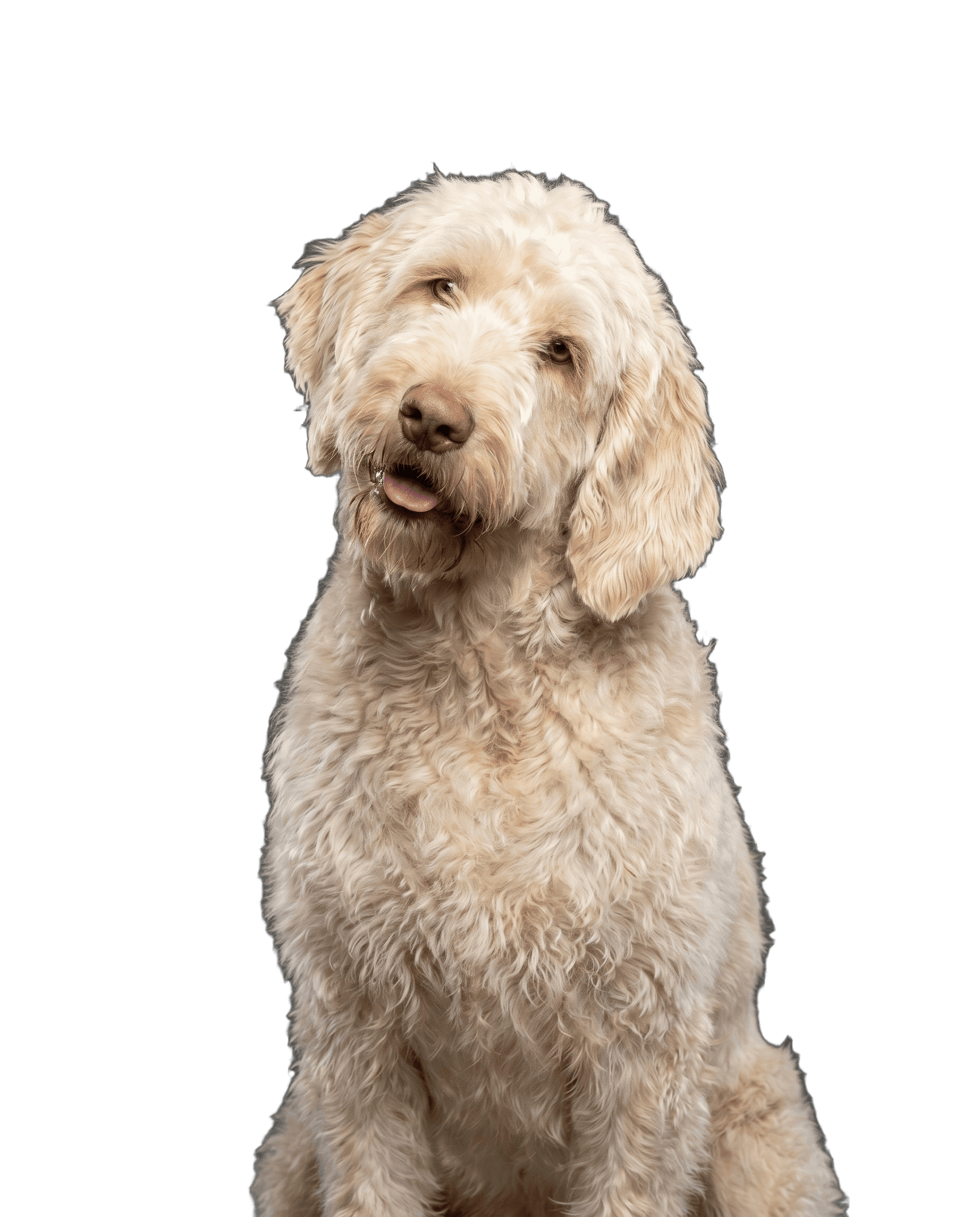 riga & toni: junger hund im happs-fang-moment