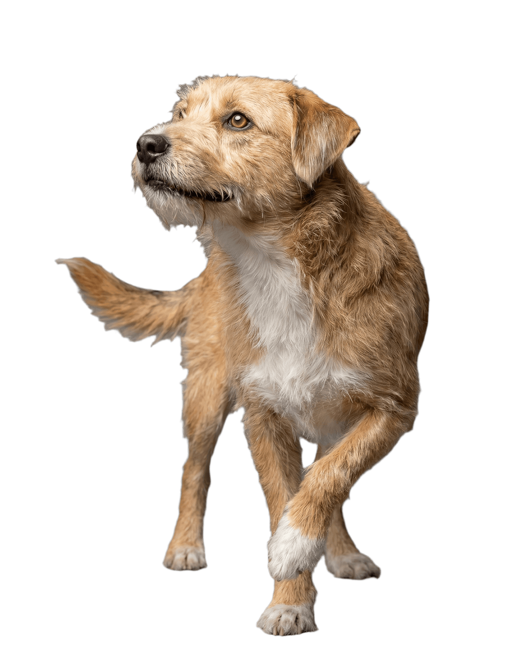auf streifzug: junger hund im happs-fang-moment