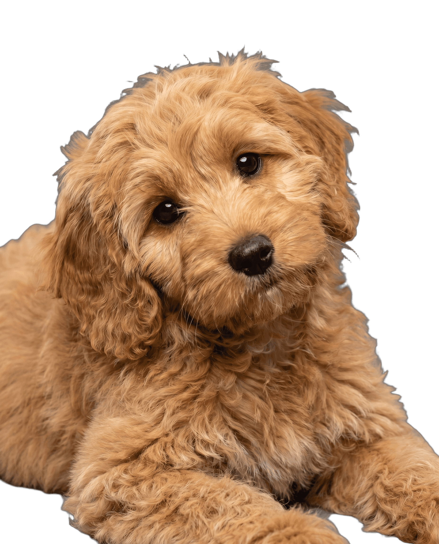 wonneproppen: junger hund im happs-fang-moment
