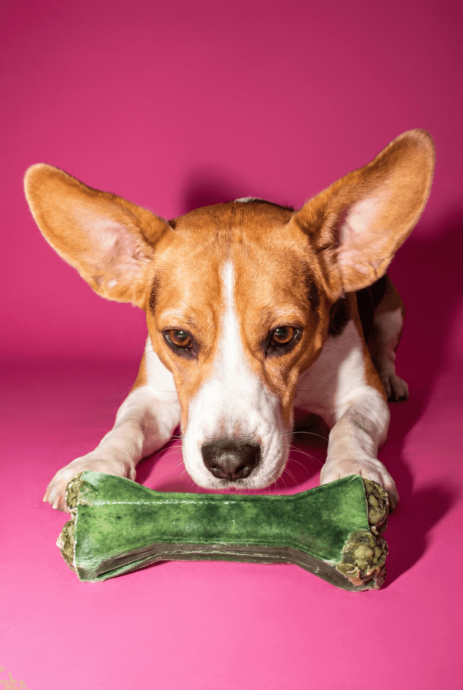 hund kaut an einem grünen kauknochen