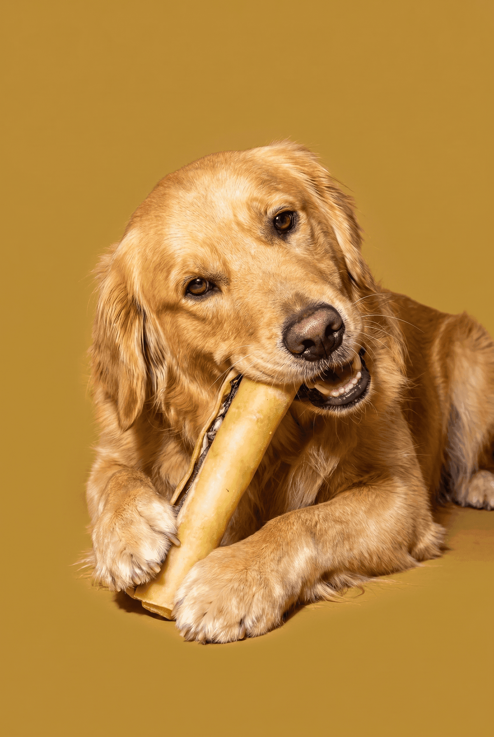 hund kaut an einer gefüllten rohhaut-kaurolle