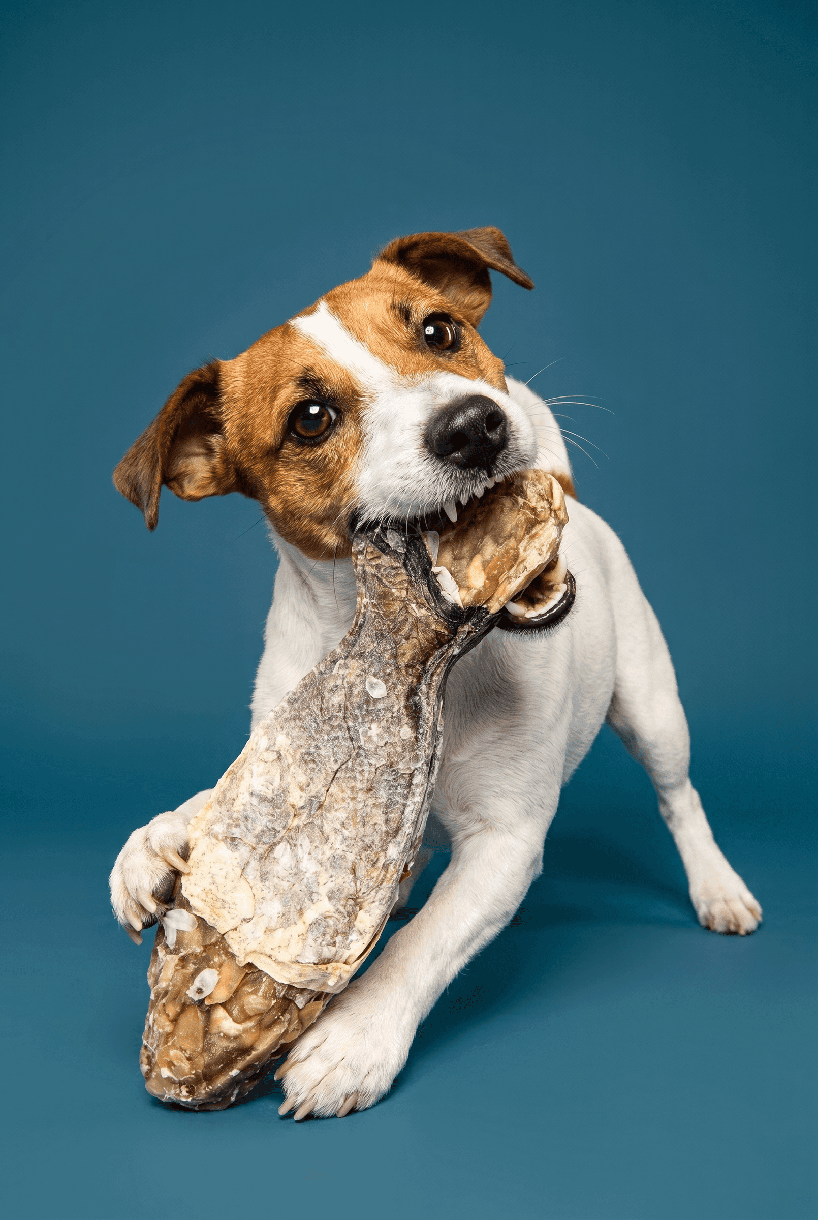 hund kaut an einem getrockneten stockfisch-kausnack