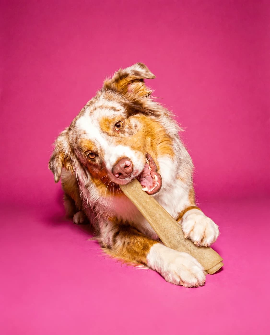 Hund mit einem Kauknochen aus der Markenwelt zeit-vertreiber