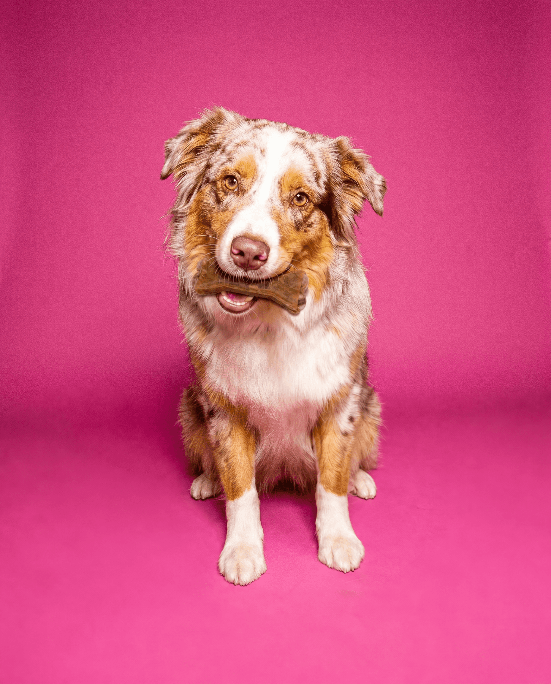 hund kaut kauknochen aus purer haut, verschiedene formen aus dem sortiment