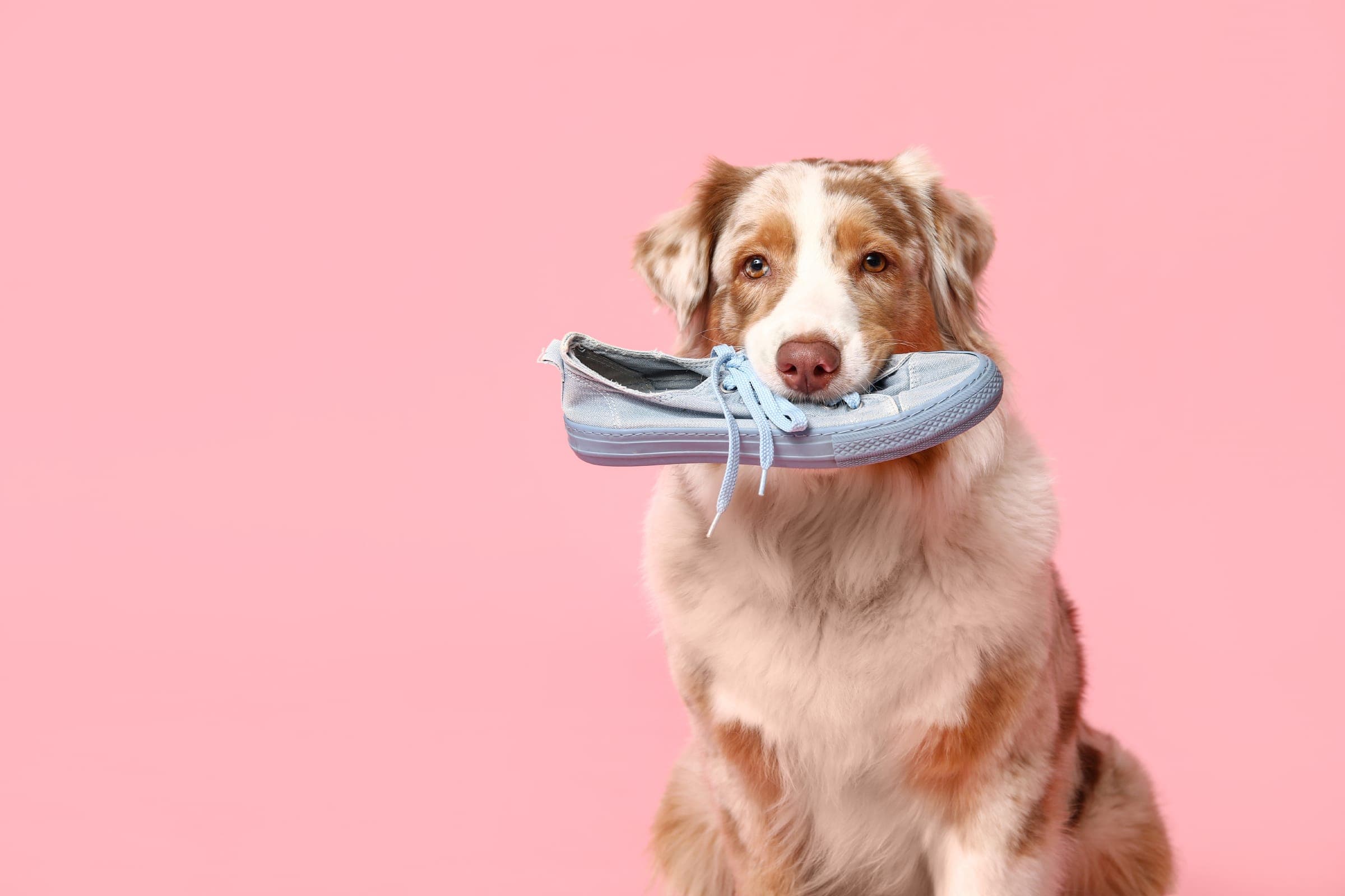 hund mit einem hellblauen schuh im maul